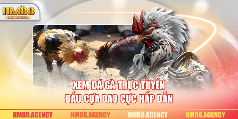 Xem đá gà trực tuyến đấu cựa dao cực hấp dẫn Xem đá gà trực tuyến đấu cựa dao cực hấp dẫn